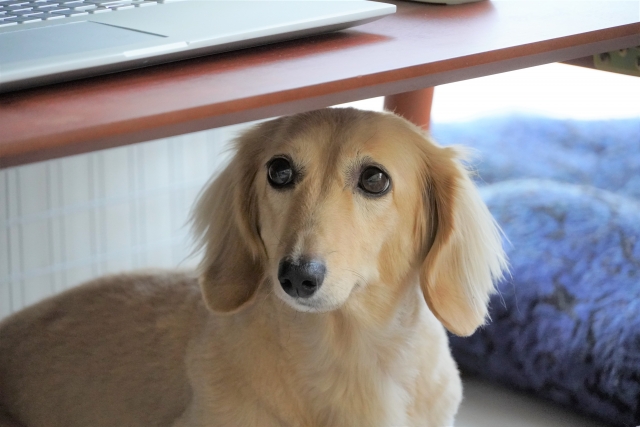 地震とペット　机の下に隠れた犬